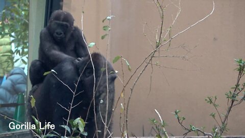 Kintaro was deeply loved by Dad & Big bro all day @Gorilla