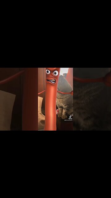 My cat has some strange friends. #cats #catsoftiktok #catsofinstagram