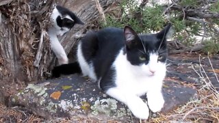 Our Cats #98 #shorts - Kitten Plays with Cat’s Tail