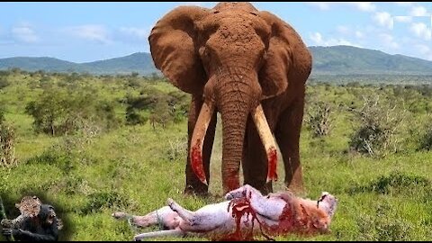 Lion vs Elephant (can Elephant protect her child)