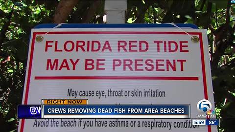 PBC removing dead fish from beaches
