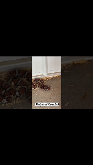 Does anybody know what kind of snake this is?