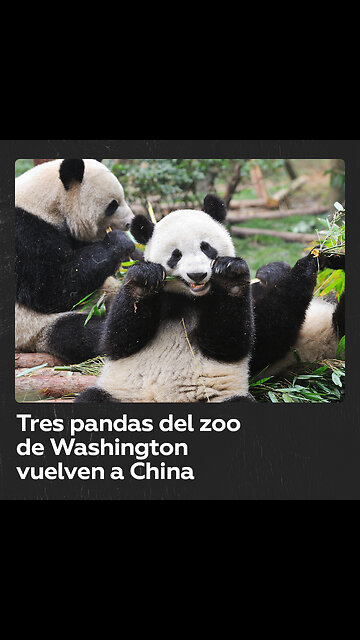 China retira a tres pandas del zoológico de Washington