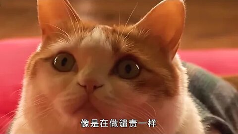 Kitten into the temple when the monk, don't eat meat, ahimsa, wholeheartedly chanting # into the cat