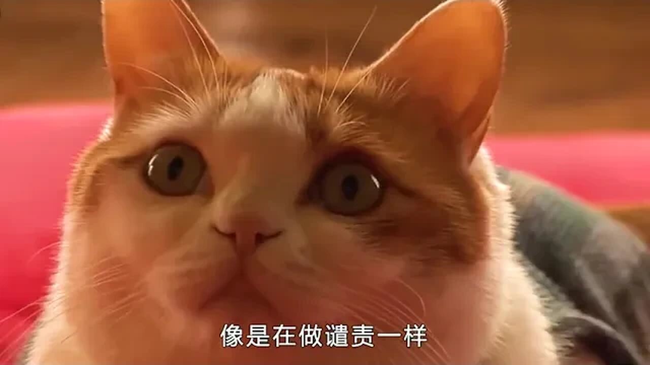 Kitten into the temple when the monk, don't eat meat, ahimsa, wholeheartedly chanting # into the cat