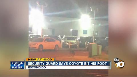 Security guard says coyote bit his foot