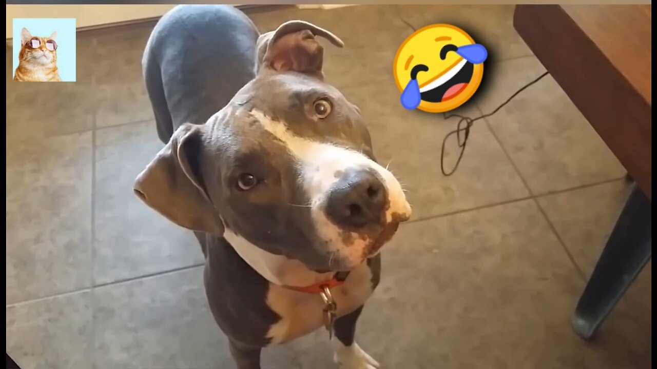 Sound that will make your dog tilt thier head