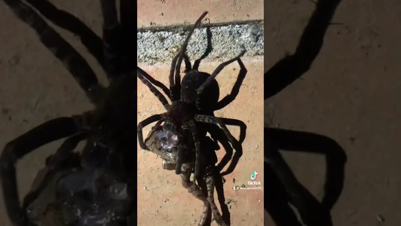 Spider Eating a Frog, Amazon Rainforest