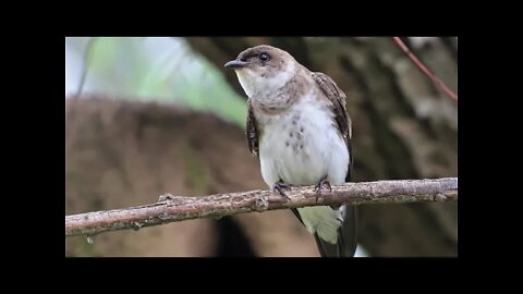 canto da andorinha do campo