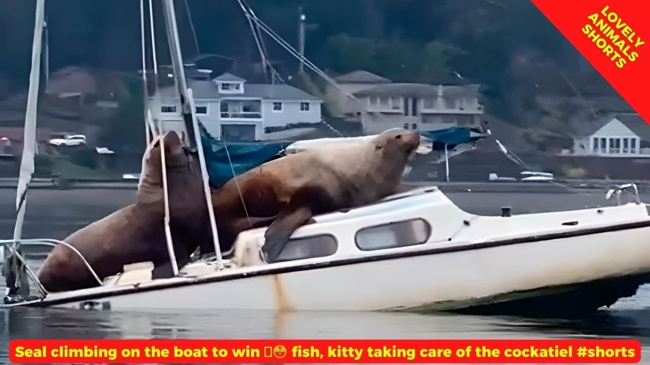 seal climbing on the boat to win fish kitty taking care of the cockatiel