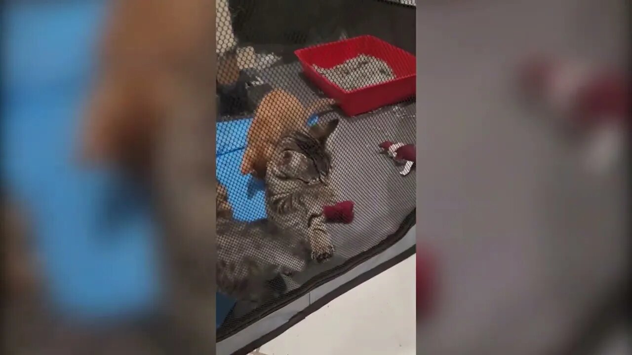 The kittens are having a blast