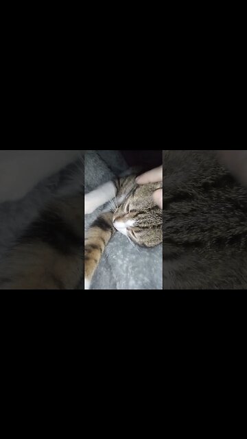 Little Cat Wakes Up and Yawns #shorts