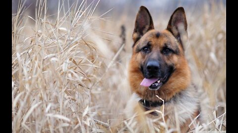 German Shepherd with Aggression Issues - How To Train Your German Shepherd