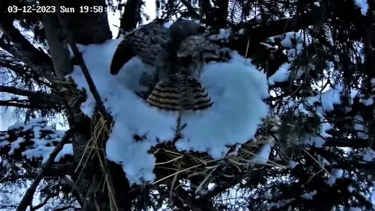 Ellie's Evening Break 🦉 03/12/23 19:58