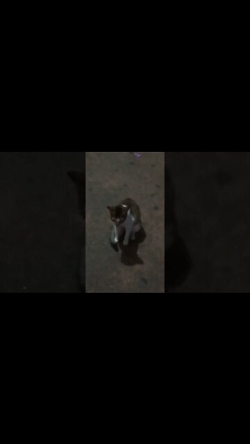 Cat under moonlight ☺️🥰