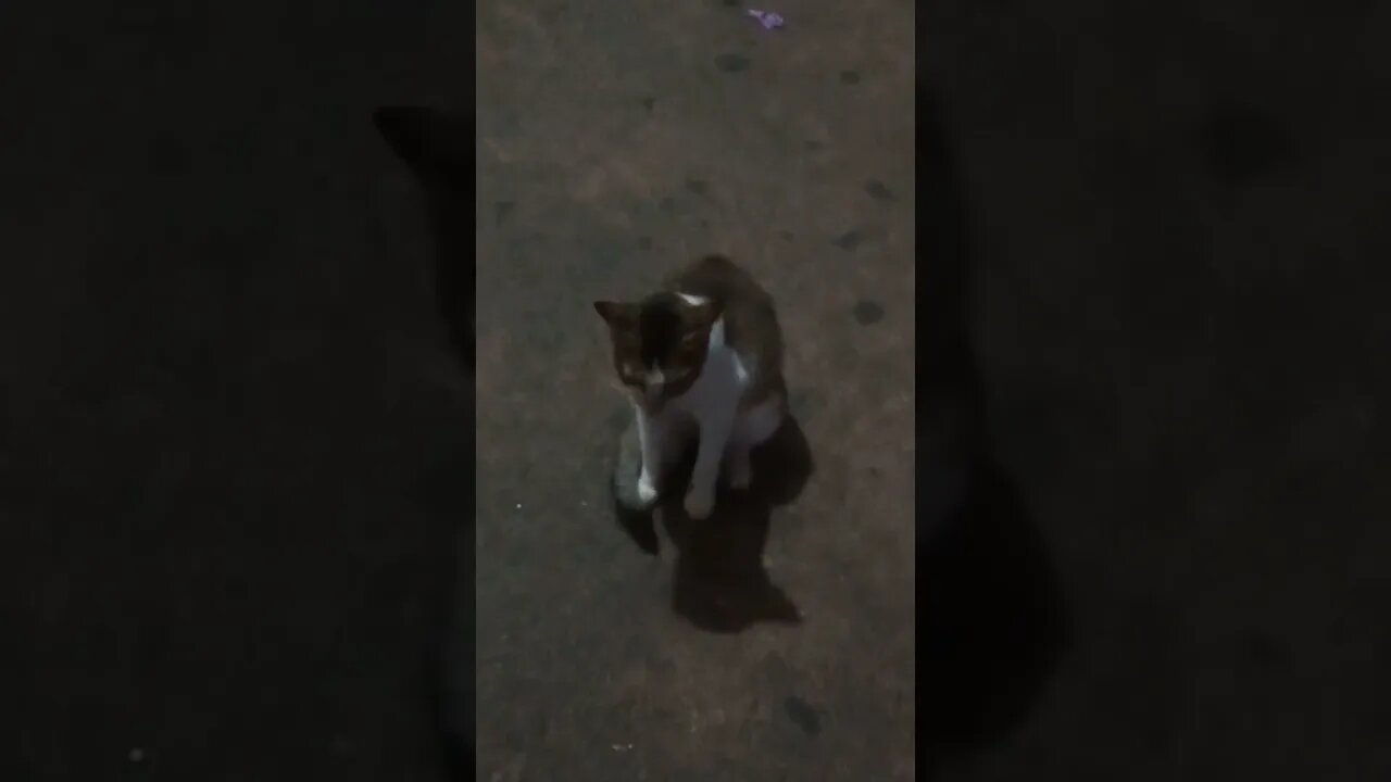 Cat under moonlight ☺️🥰