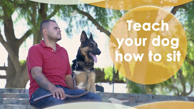 Teach your dog how to sit