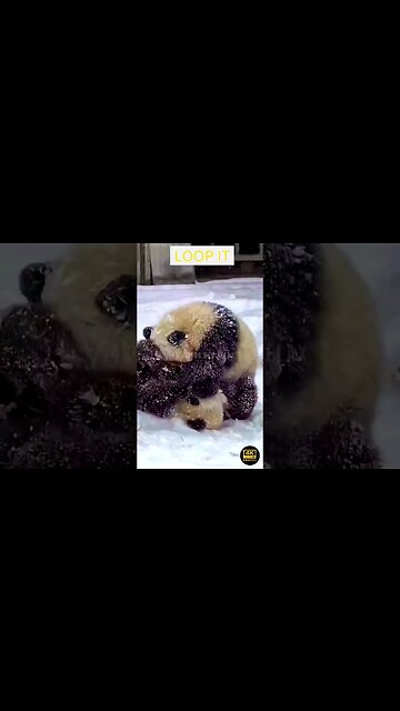 Cozy Soft Music - 4K Panda Babies - beautiful wildlife animals and relax music for stress relief