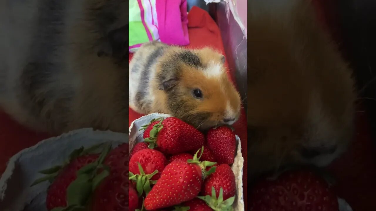 Guinea pigs strawberries self service