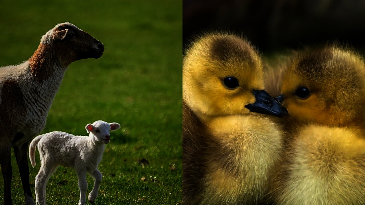 Animais bebê fofos Vídeos Compilação momento fofo dos animais Animais mais fofos da terra