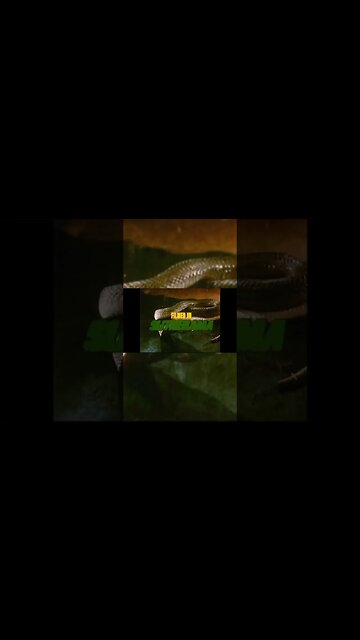 NIGHT OF THE COBRA WOMAN (1972) [#shorts #theBACarchive #theVHSinspector]