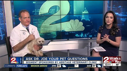 Ask Dr. Joe your Pet Questions: Aubin