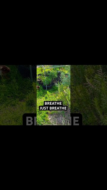 RELEAX GARDEN CALM SOUNDS#shortsfeed #goodvibes #calm #antistress#calmingsounds #chickens #garden