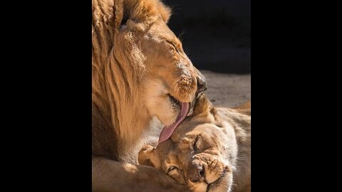 Experience the savage love between lions and lioness,as they embrace the wild romance of nature ❤️🦁