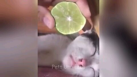 funny Animal's videos 🐶🐱 | funny Animal's cat's and Dog videos | Animal's life......