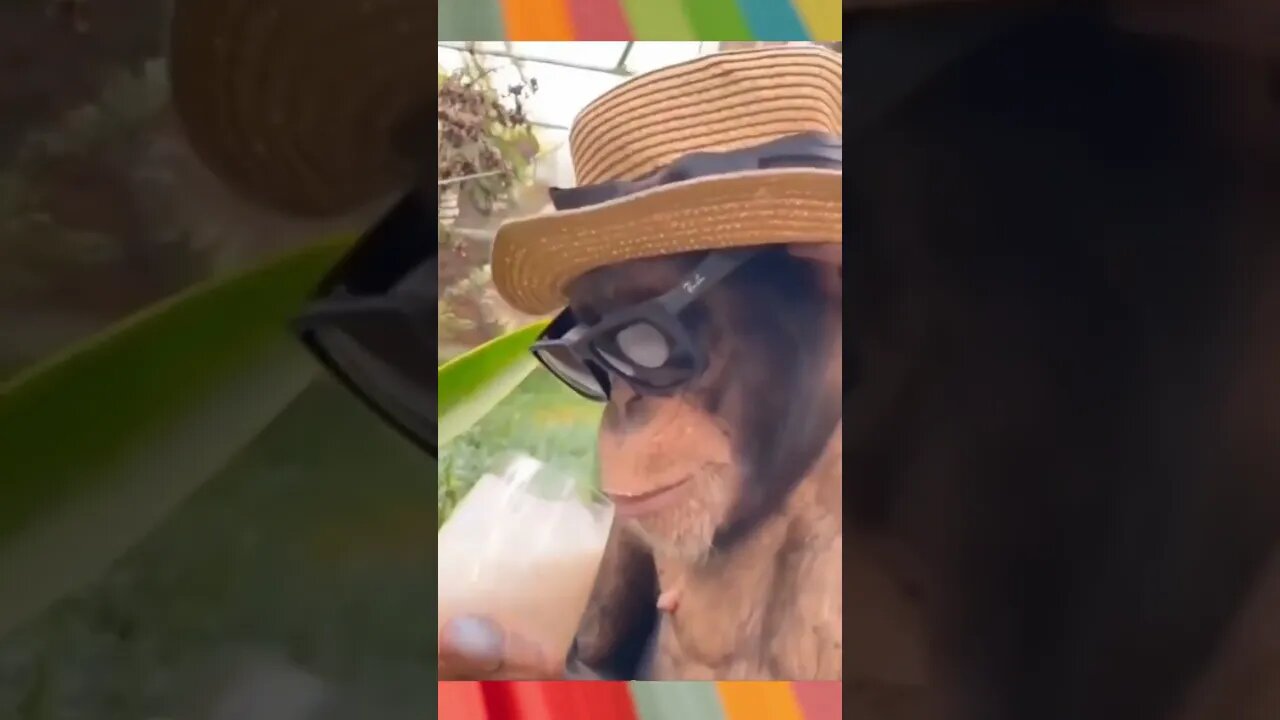 funny monkey drinking juice #shorts