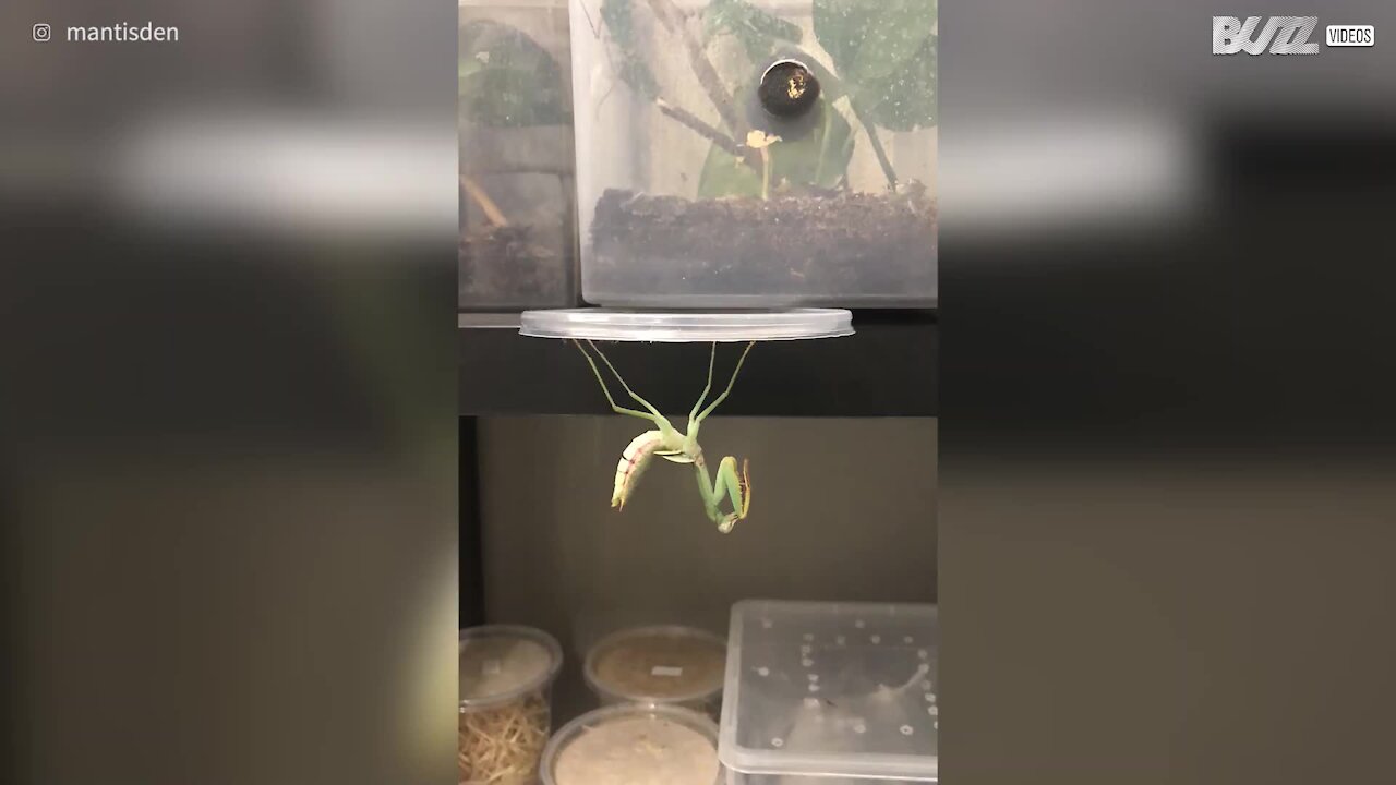 Une mante en pleine mue: à la fois fascinant et repoussant !