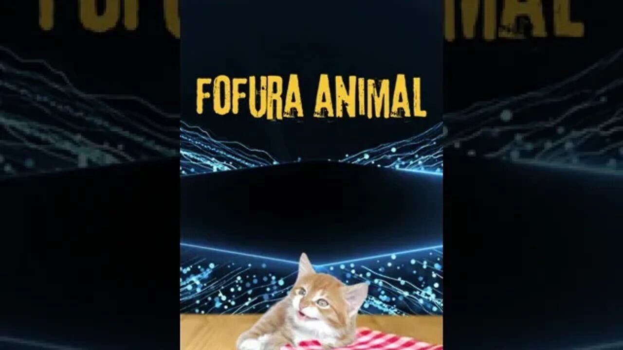 animais engraçados (cães e gatos) fofos fazendo coisas fofura😋@ScanPlay 😋 10/12/2022 ⬇️