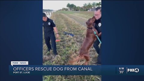 Dog rescued from canal