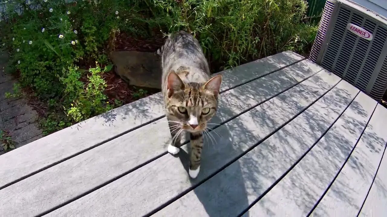 A Wild Cat Appears Part 2