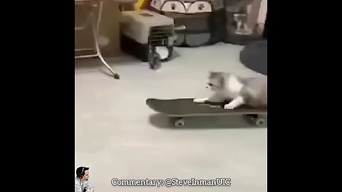 Cat Sneak Attack