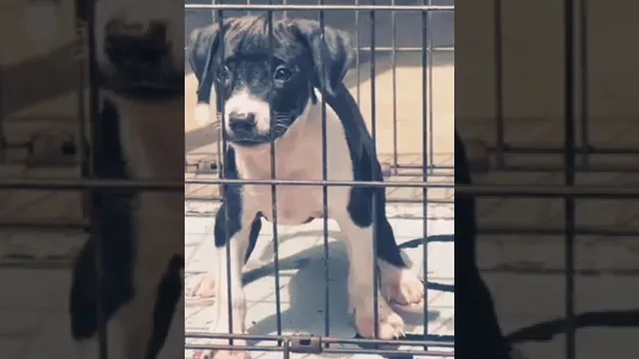 Cute Pitbull Puppy #shorts #dog #doglover