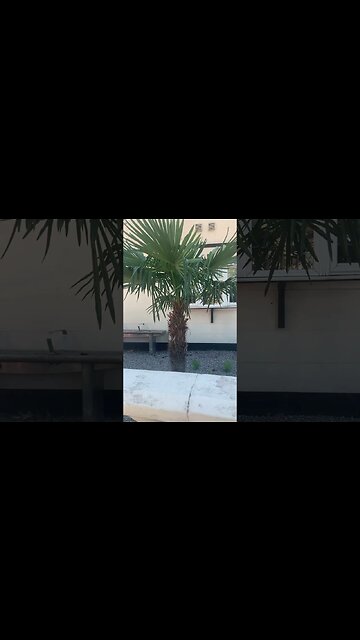 Palm tree in London -awesome tree