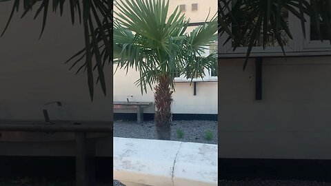 Palm tree in London -awesome tree