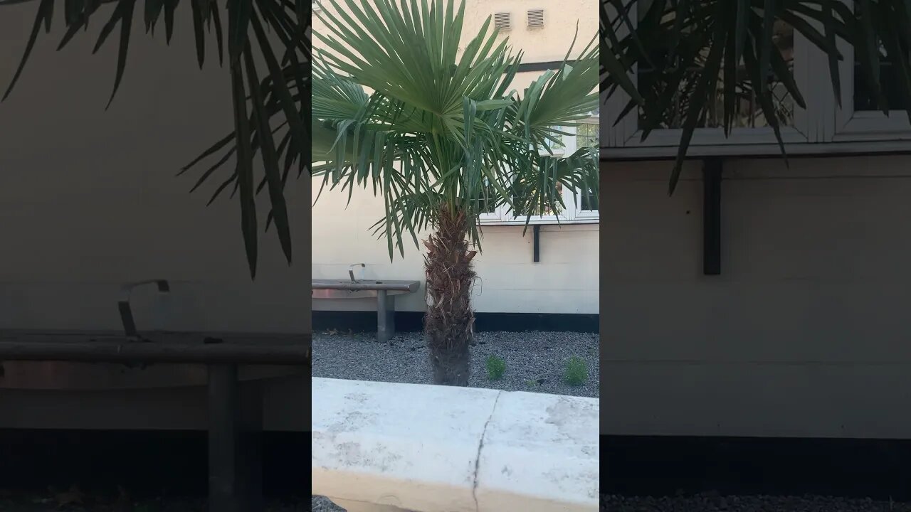 Palm tree in London -awesome tree