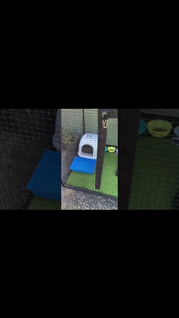 Our cats have a new outdoor play area