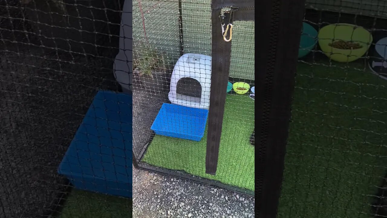 Our cats have a new outdoor play area