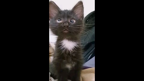 funny voice of cat