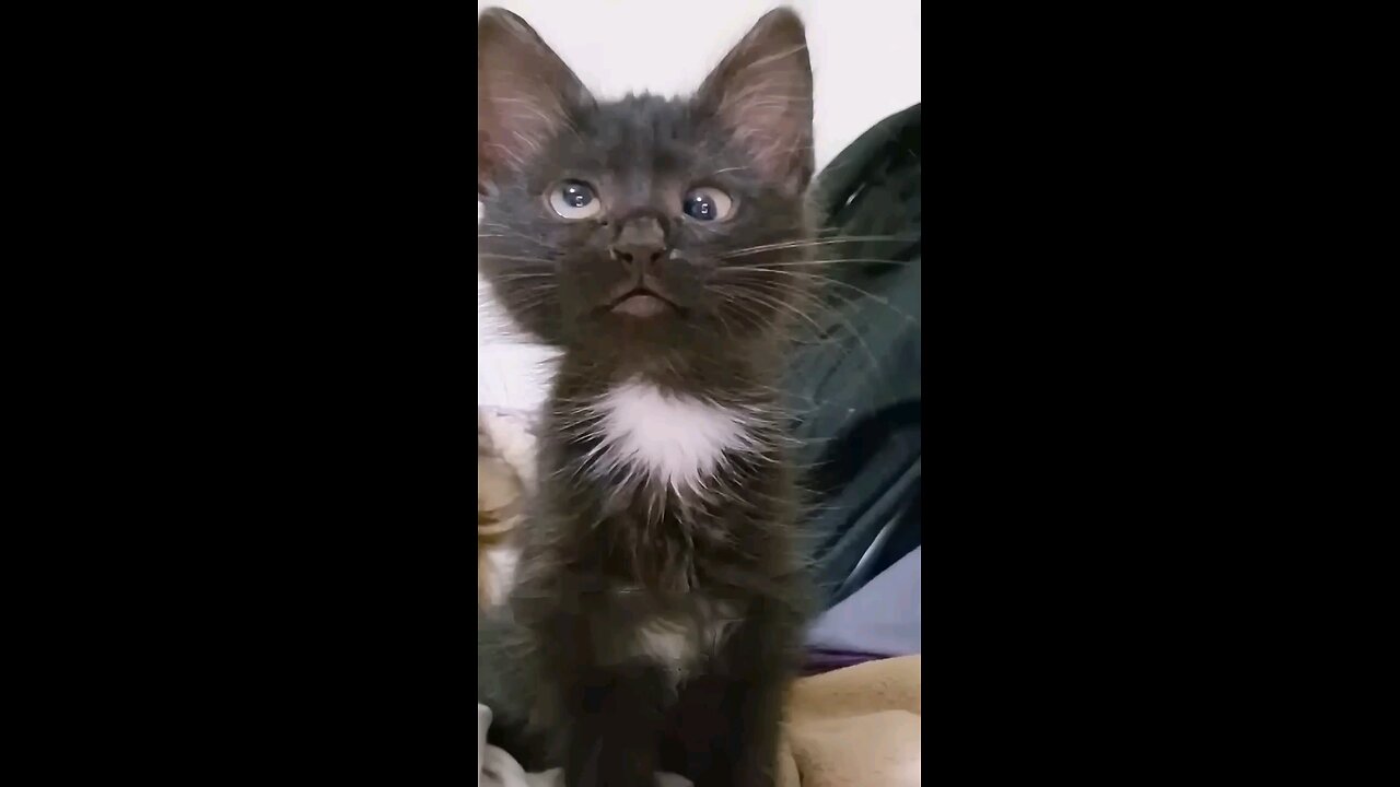 funny voice of cat