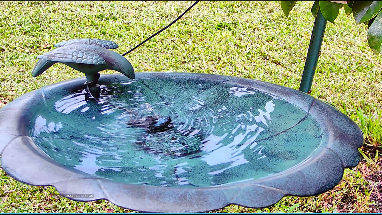 Florida Bird Bath Feeder SWFL Live Camera HD