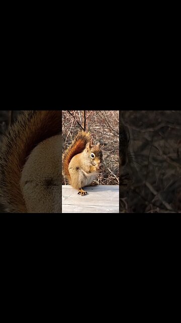 Eastern Gray Squirrel up Close and Personal 🐿️