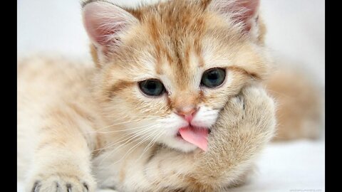 Funny Cats and Kittens Meowing Compilation2