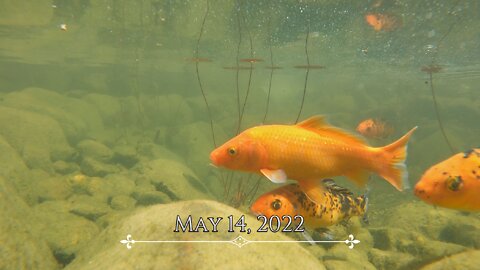 Koi Polloi