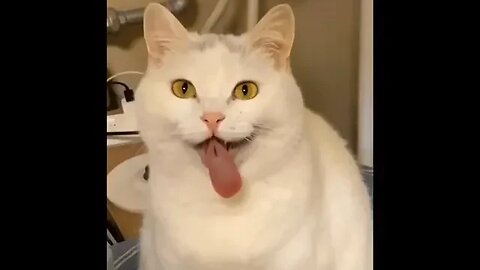 PLAYING CAT VIDEO MEAWWW