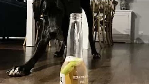 Hund lidt utryg ved Corona-øl