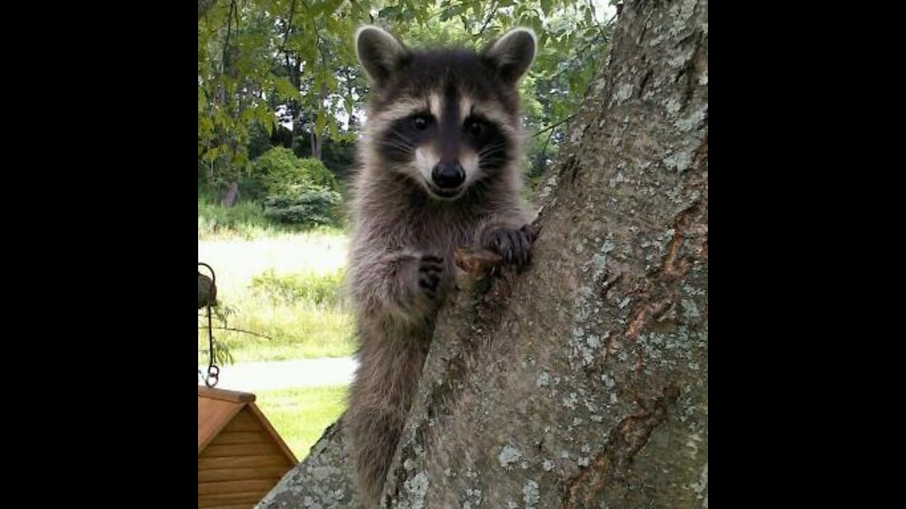 Raccoon babies everywhere